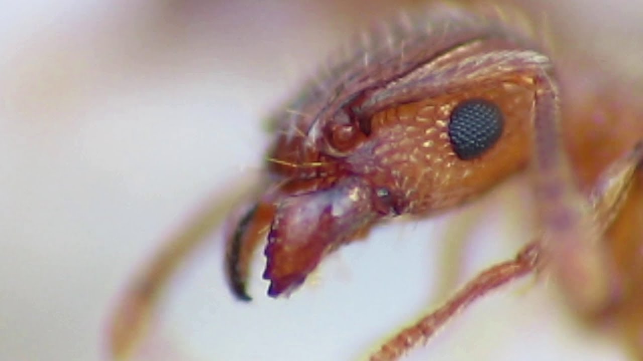 Fire Ants Eating | Extreme Close Up