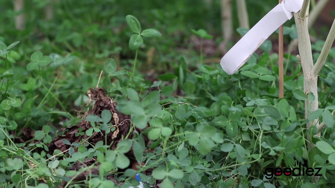 Clover Ground Cover for Cannabis
