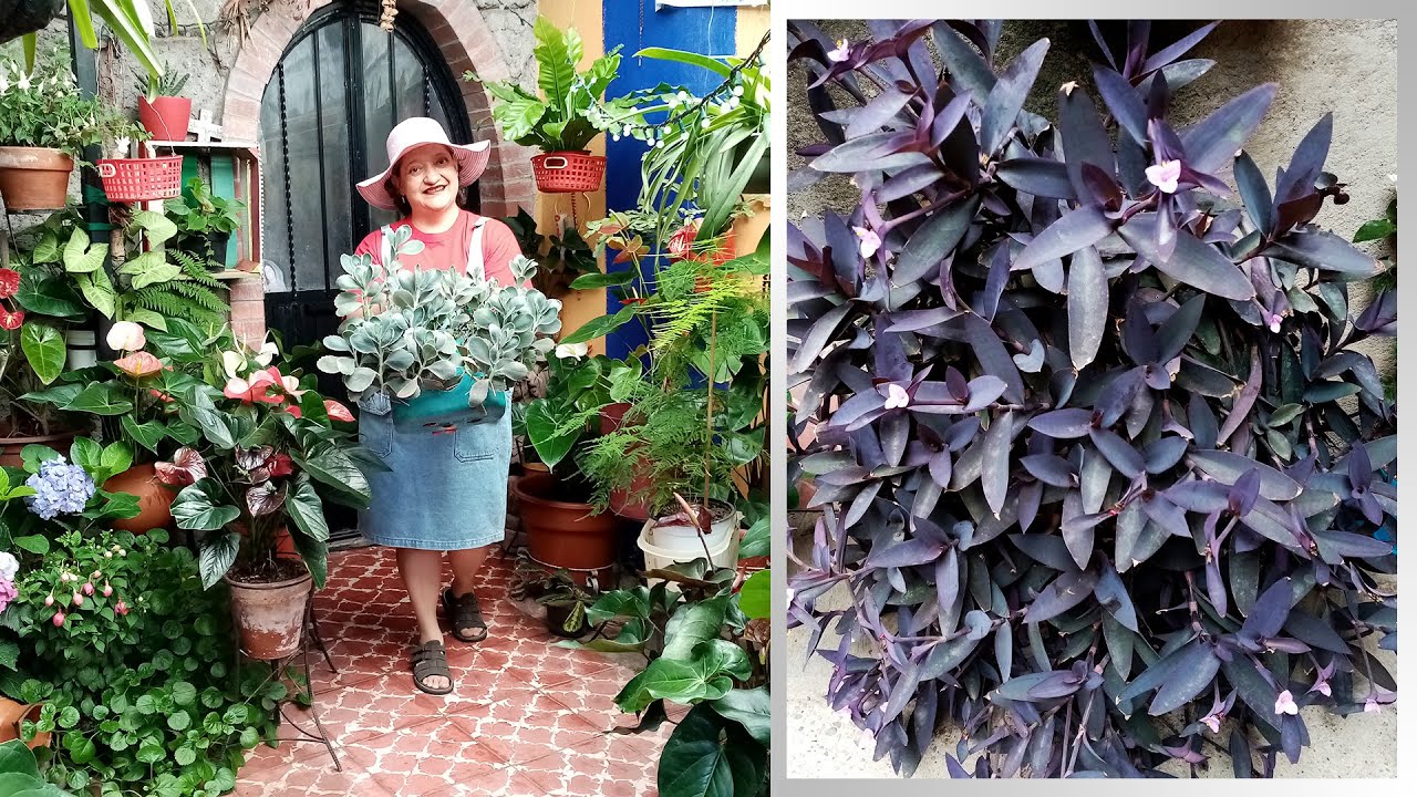Niña en Barco o Tradescantia y Suculentas, una Chulada