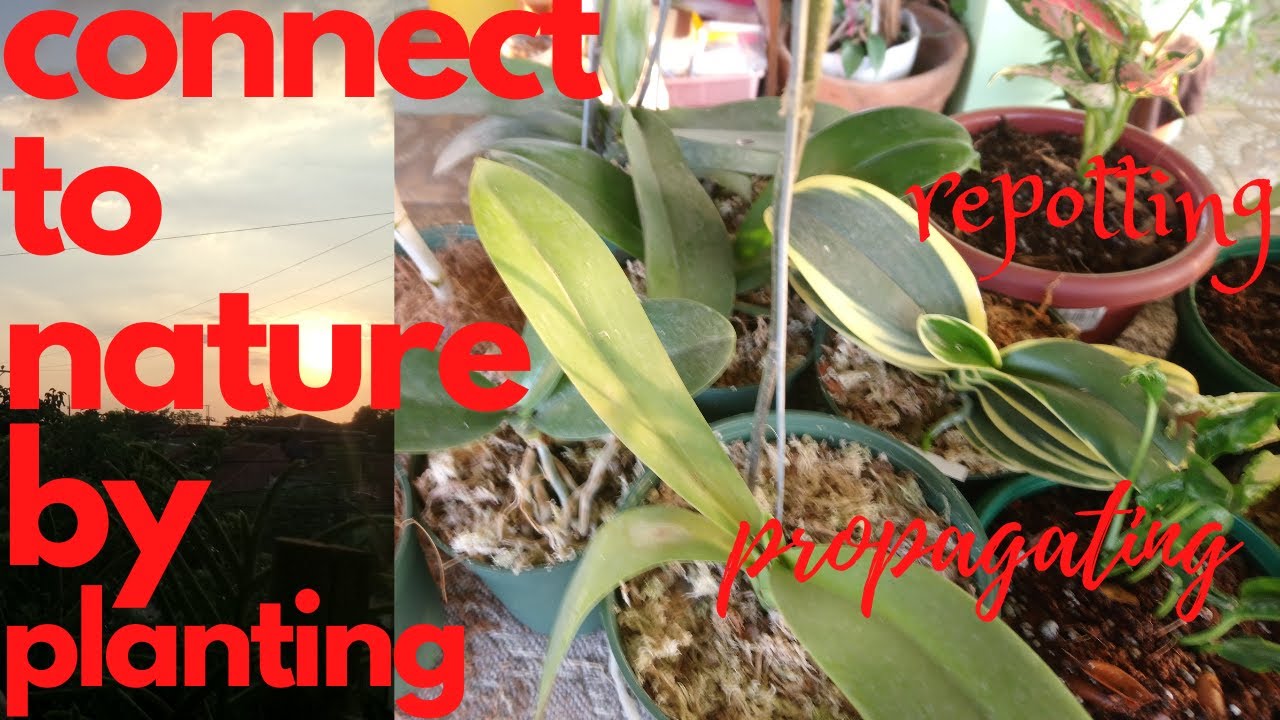 Connect to Nature by planting || propagating/repotting @ Passion at60