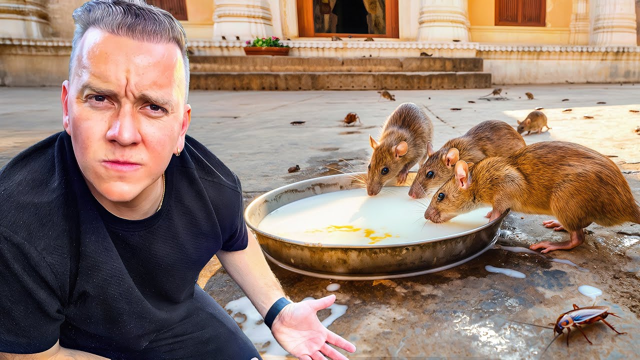 Visit&eacute; el TEMPLO de las RATAS SAGRADAS en INDIA