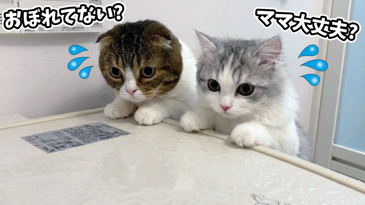 お風呂から出てこないママを心配するパパ猫と子猫が可愛すぎたw