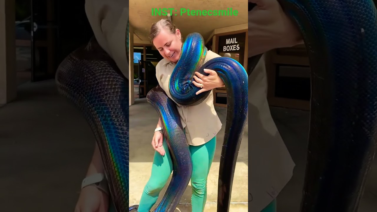 Super Snake. Instagram: Ptenecsmile #snake #youtube #instagram #like #love