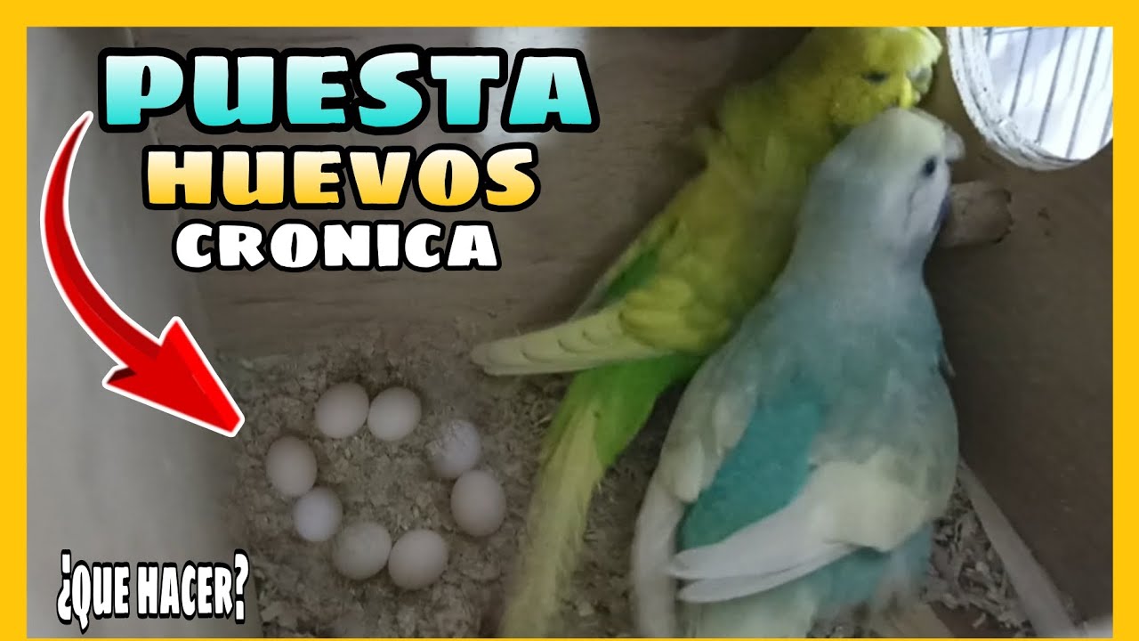 PUESTA DE HUEVOS CRONICA EN PERIQUITOS ¿QUE HAGO? | MI PERIQUITA NO DEJA DE PONER HUEVITOS ¿QUE HAGO