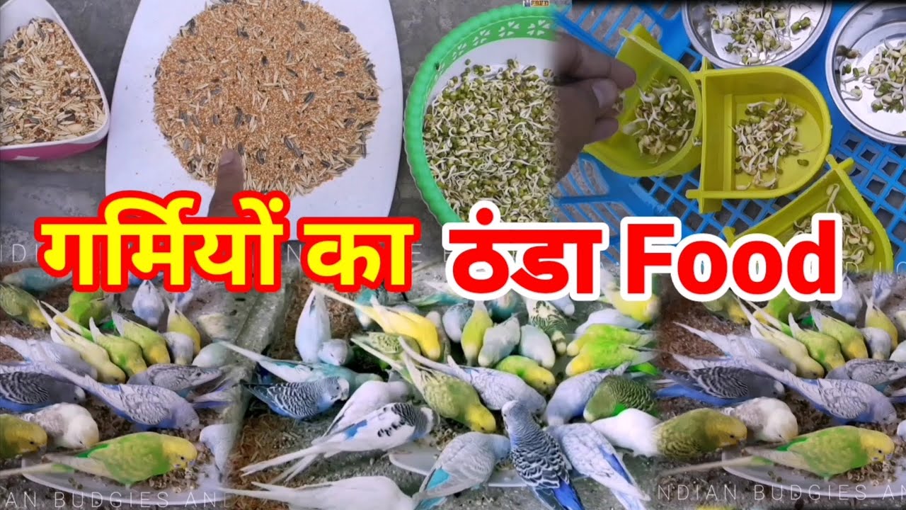 Summer Diet for Budgies Parrot /Love Birds | Garmiyo Ka Thanda Food