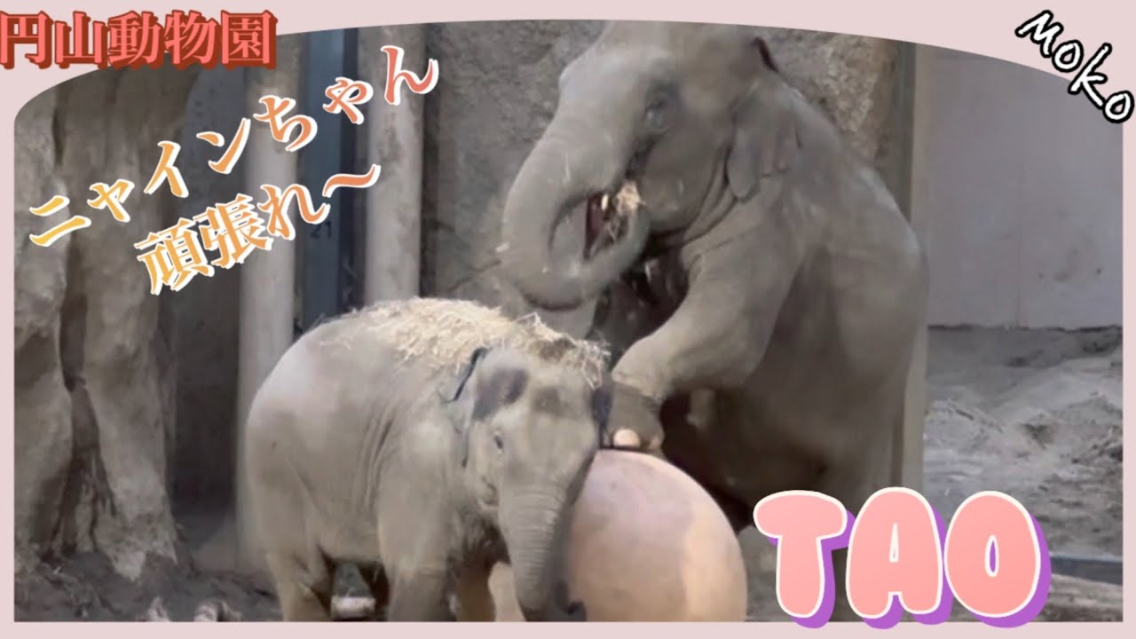 【タオ】は縁の下の力持ち🐘