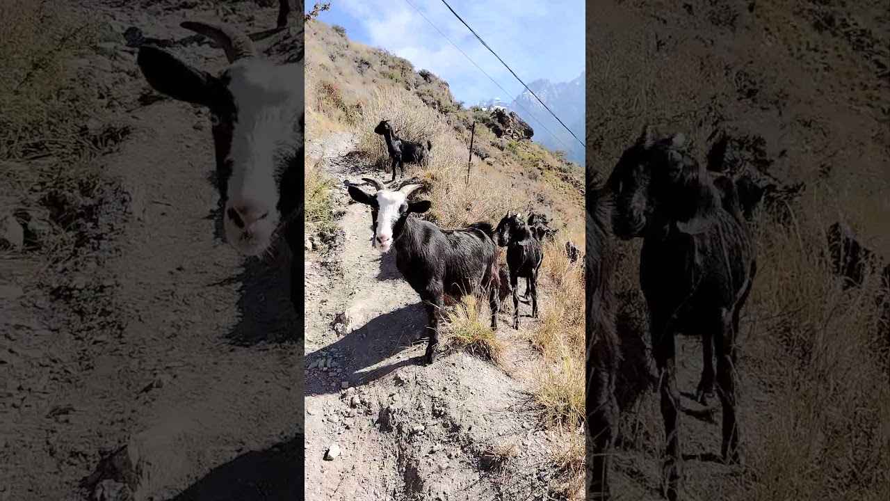 I love goats. Hike to Tiger Leaping Gorge, Yunnan, China 