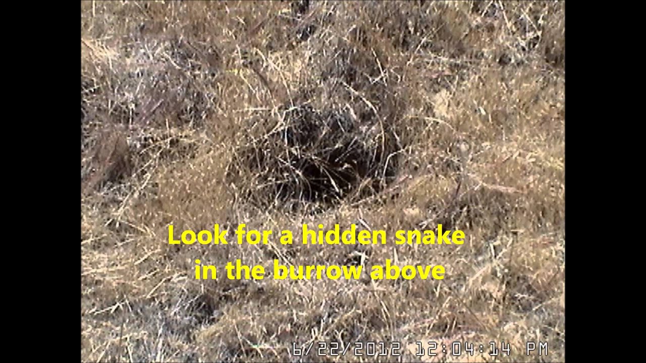 Montage of Snake Yawns