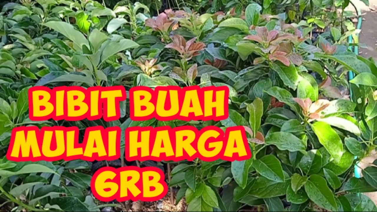 Bibit Unggul Tanaman Buah - Buahan
