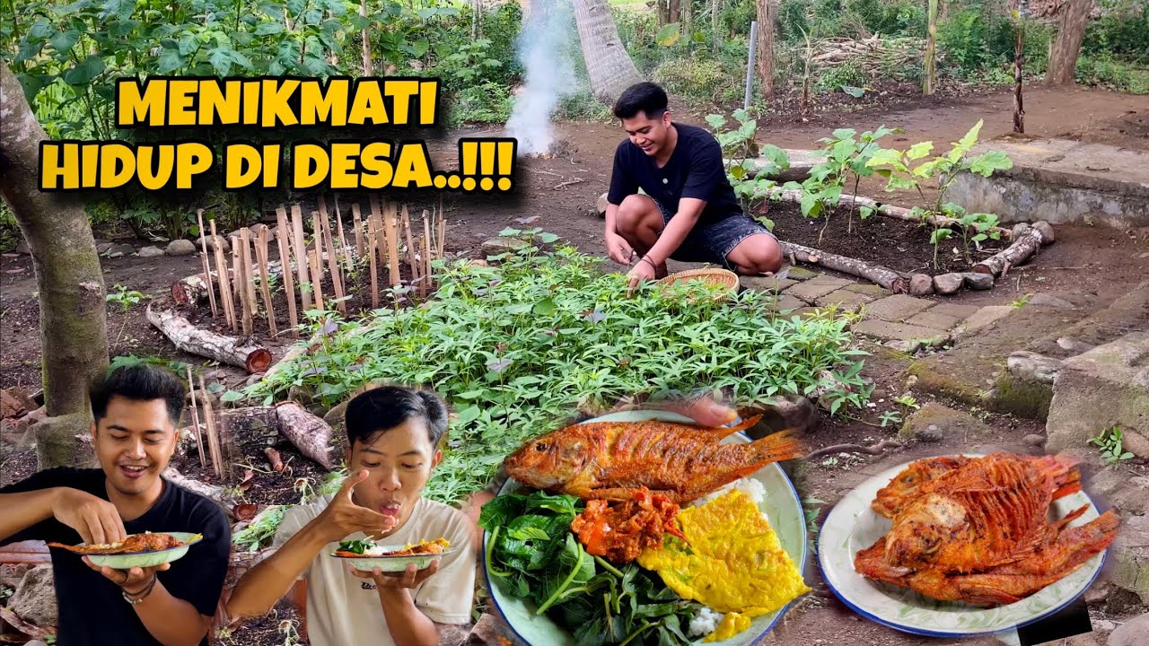 Aktifitas Ge Bams Hidup Di Desa Berkebun Beternak Dan Masak Ikan Nila Bersama mas Farid..!!