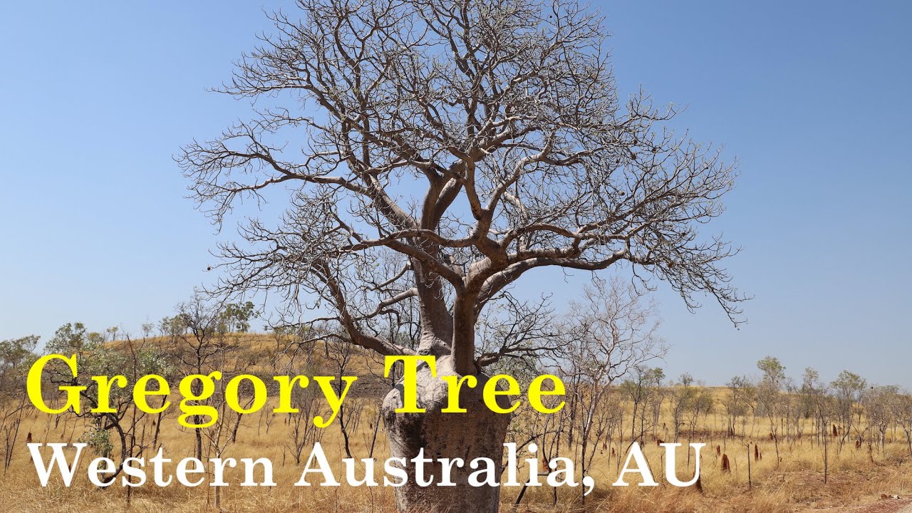 Gregory Tree, WA, Australia