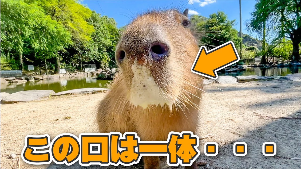 カピバラの髭が大変なことになりました・・・