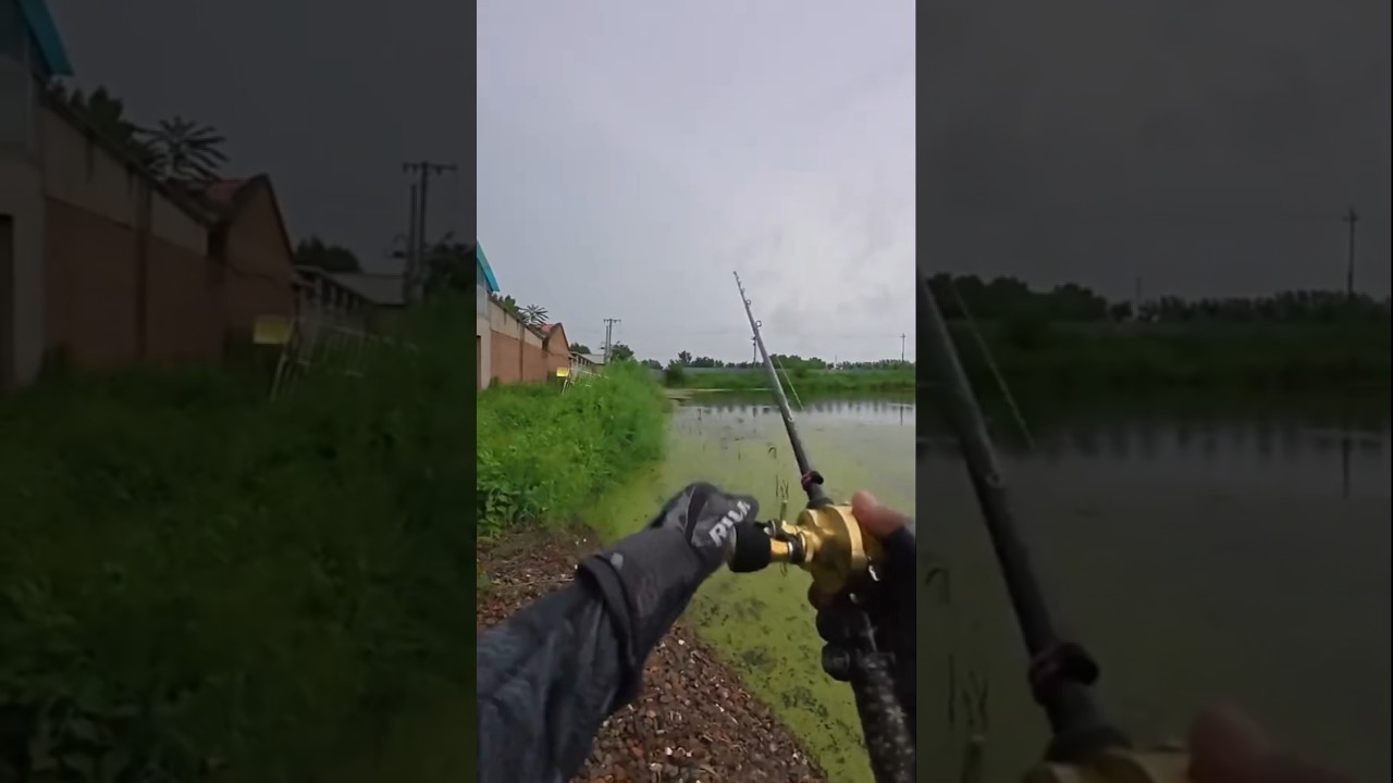 野生の池でスネークヘッドを釣り上げた瞬間