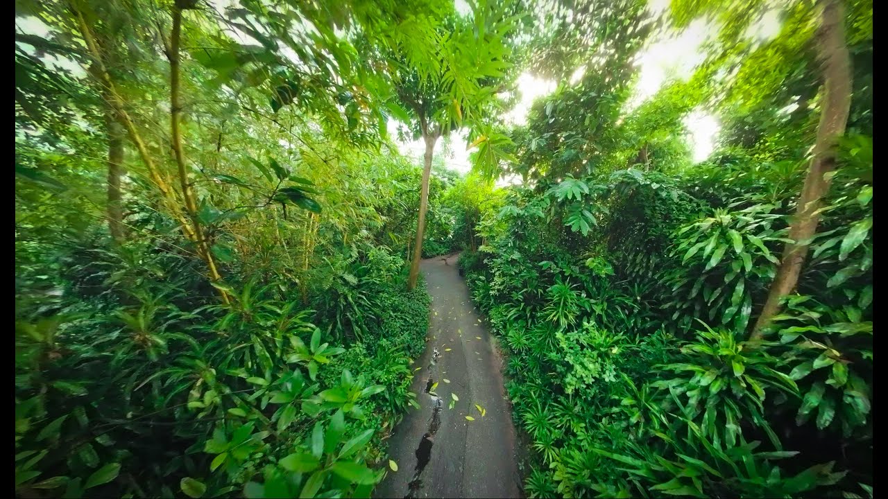 Vliegen door de Bush