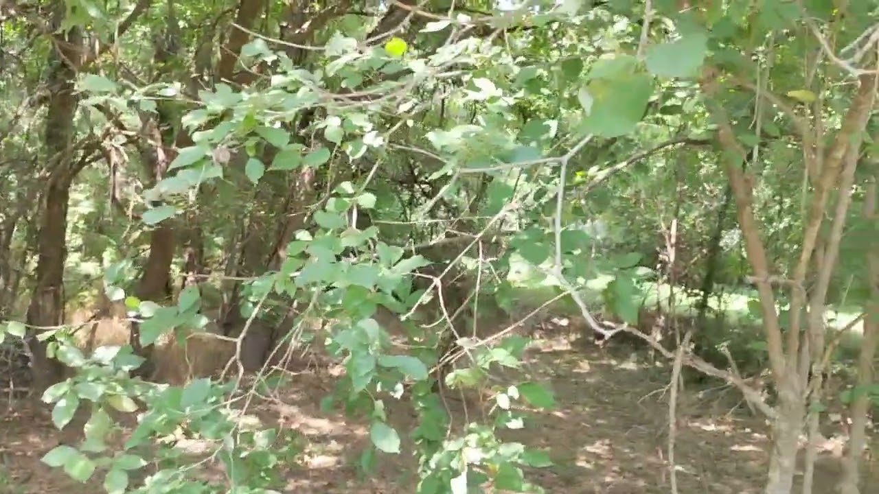 Land maintenance: fossil energy mowing