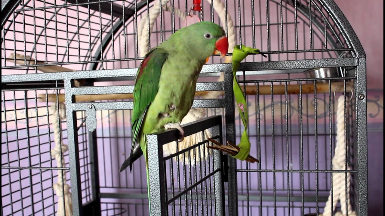 Ma perruche grand alexandre Ruby qui papotte .MOV