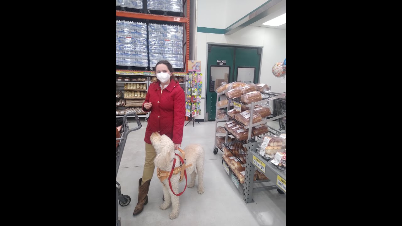 Bridgeport Service dog support harness unboxing!