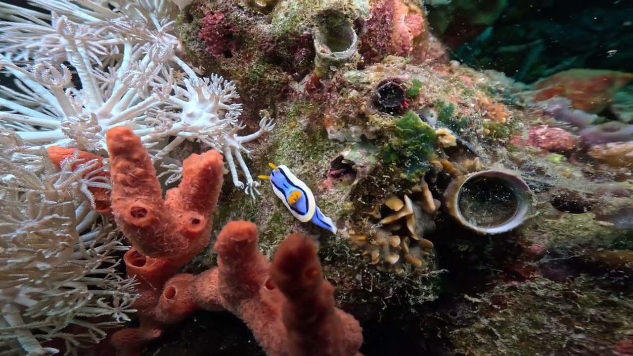 17.01.2026  Philippinen Verde Island  Drop Off Dive 2