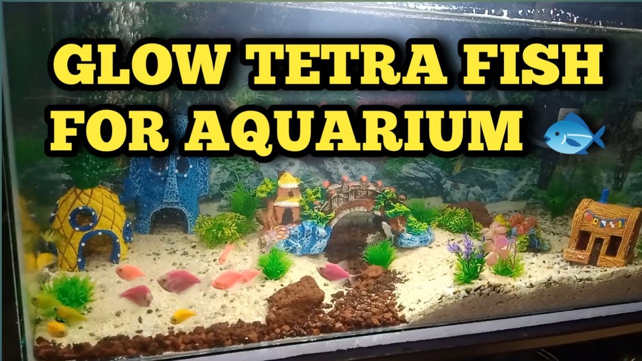 GLOW TETRA FISH FOR OUR AQUARIUM | COMPLETE NA‼️ | BOSS BABE PH