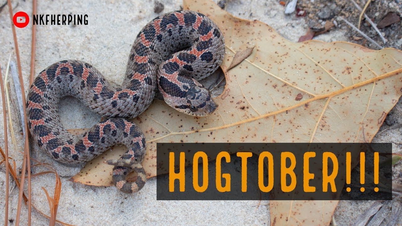 HOGTOBER!!!