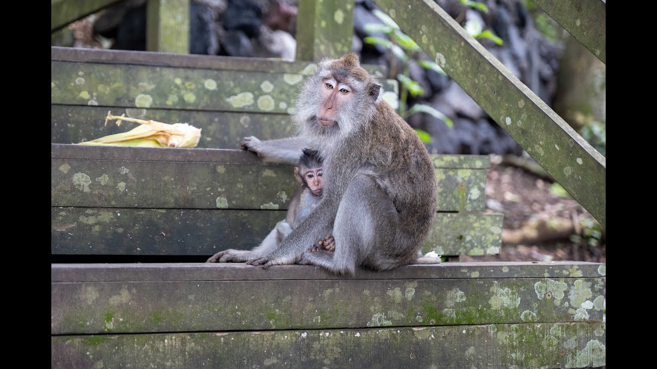 Roaming | Sacred Monkey Forest Sanctuary