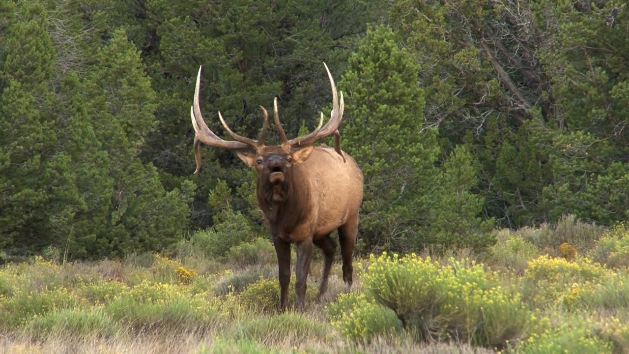 Elk Camp TV- How to Call in Monster Bulls