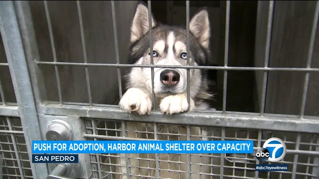 Officials plead for help with overcrowded LA animal shelters