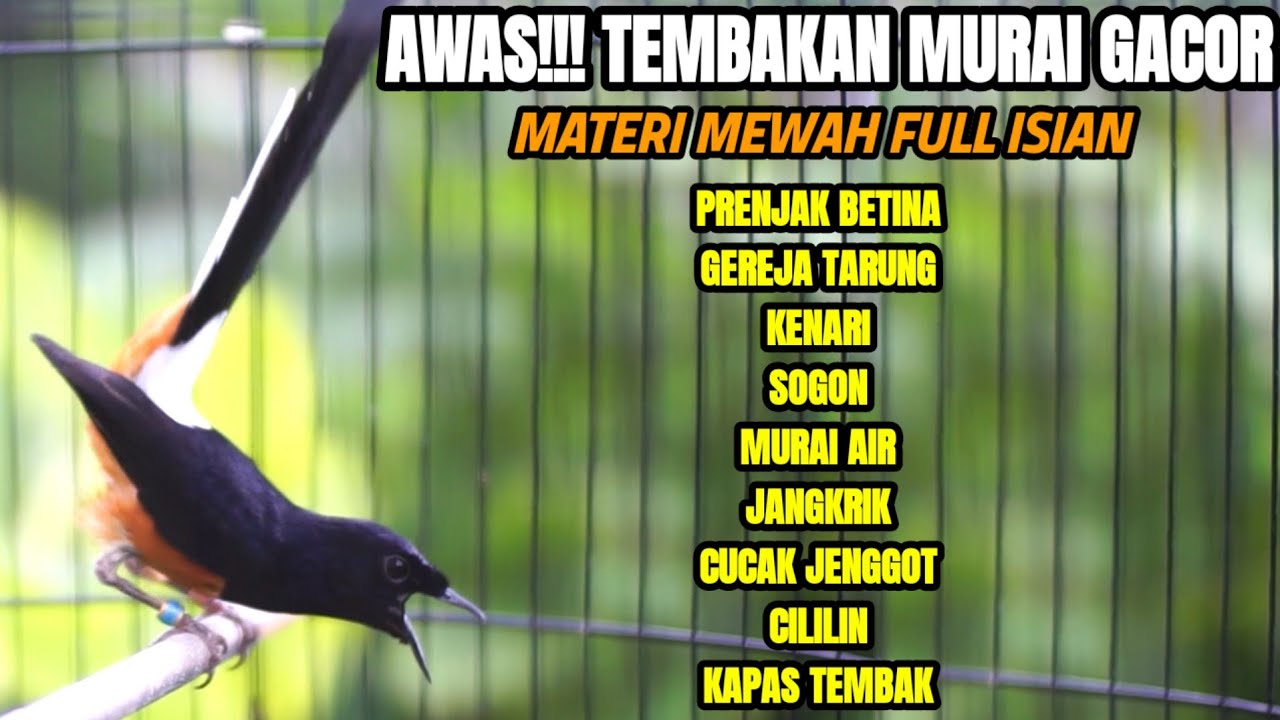 MURAI BATU GACOR TEMBAKAN DAHSYAT LANGSUNG BIKIN LAWAN EMOSI IKUT BONGKAR ISIAN