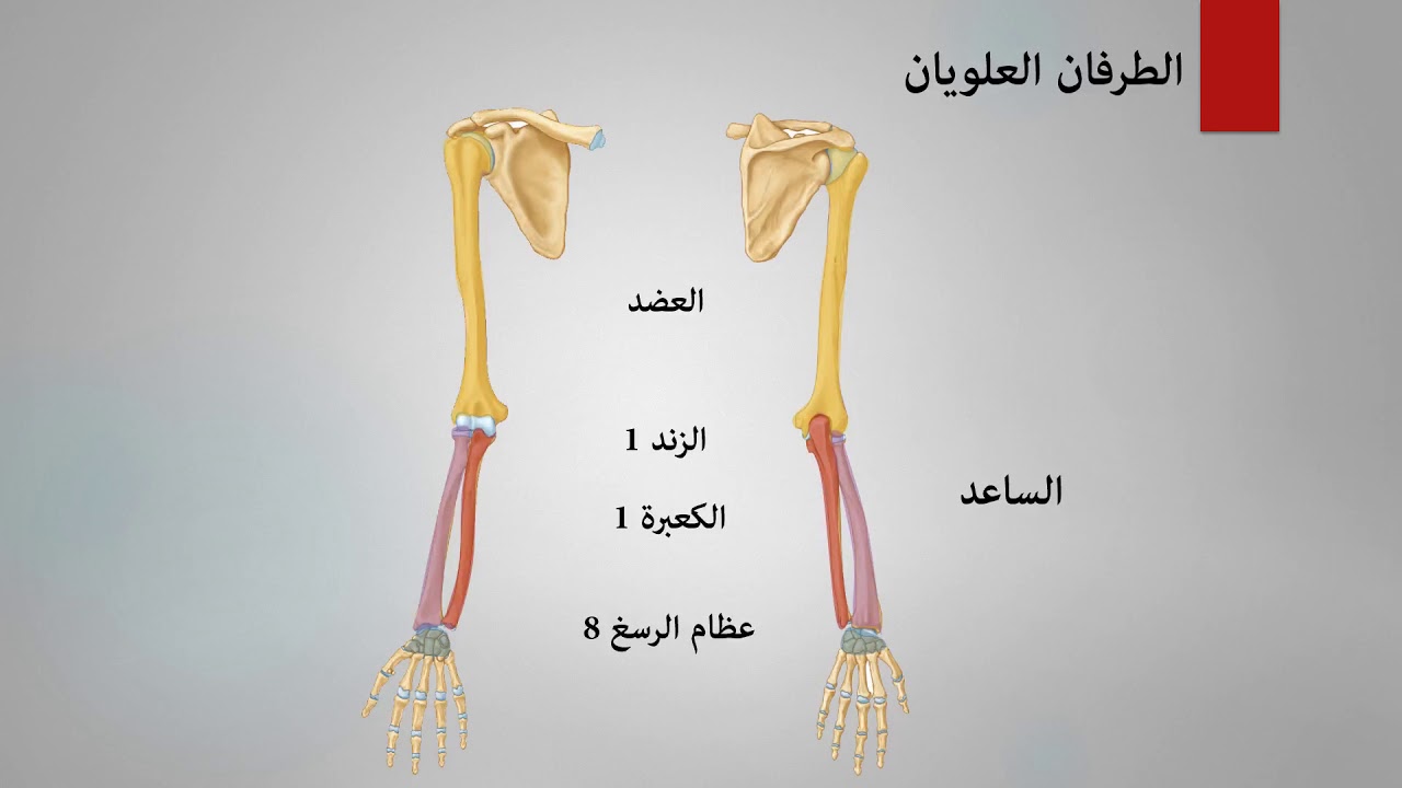 أحياء الصف الثالث الثانوي / الدعامة في الإنسان - الهيكل الطرفي【أحمد غريب】