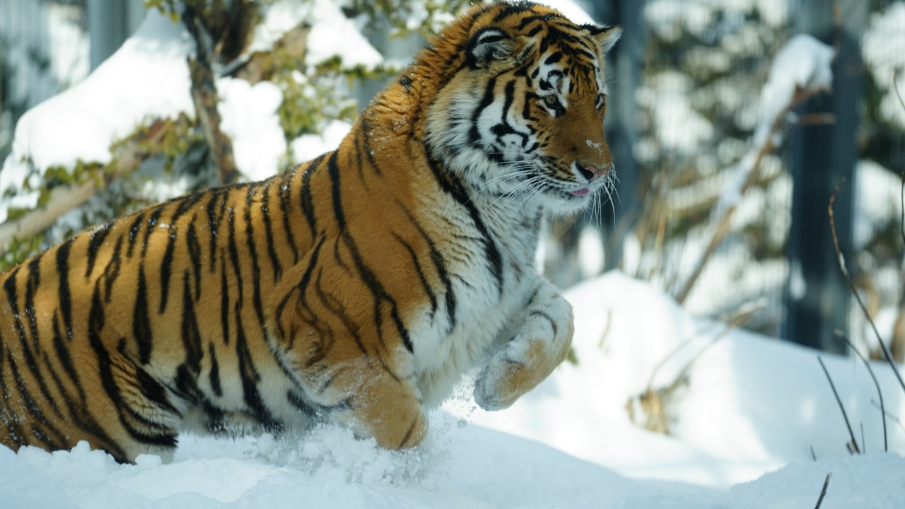 雪が気持ちよさそうです（円山動物園　アムールトラのトート）#Amurtiger #tiger #bigcat
