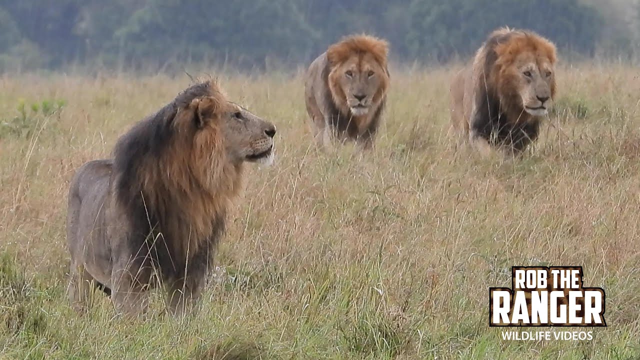 Watch This Lion Coalition Start A Patrol In The Rain!! | Maasai Mara Safari | Zebra Plains