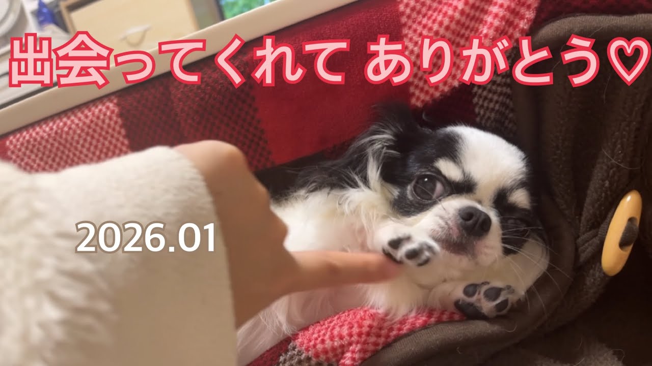 モコとの日常♪癒し。