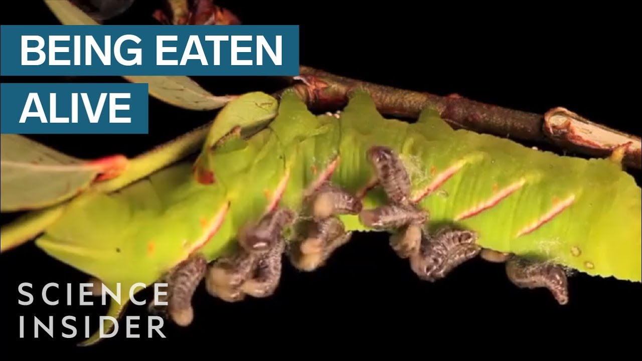 Why These Parasites Eat Their Hosts To Survive