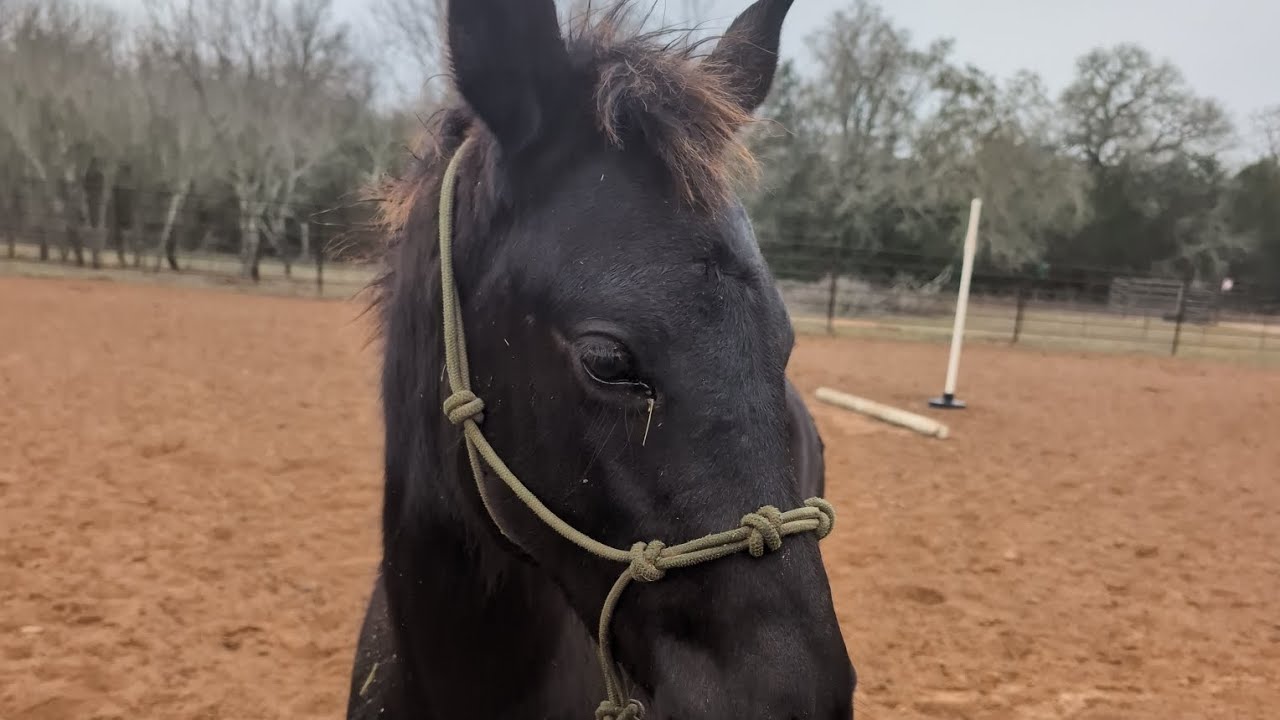 Thimble the black filly day six of training ✳️🖤⚡#horses #equestrian #foal #horsetraining 