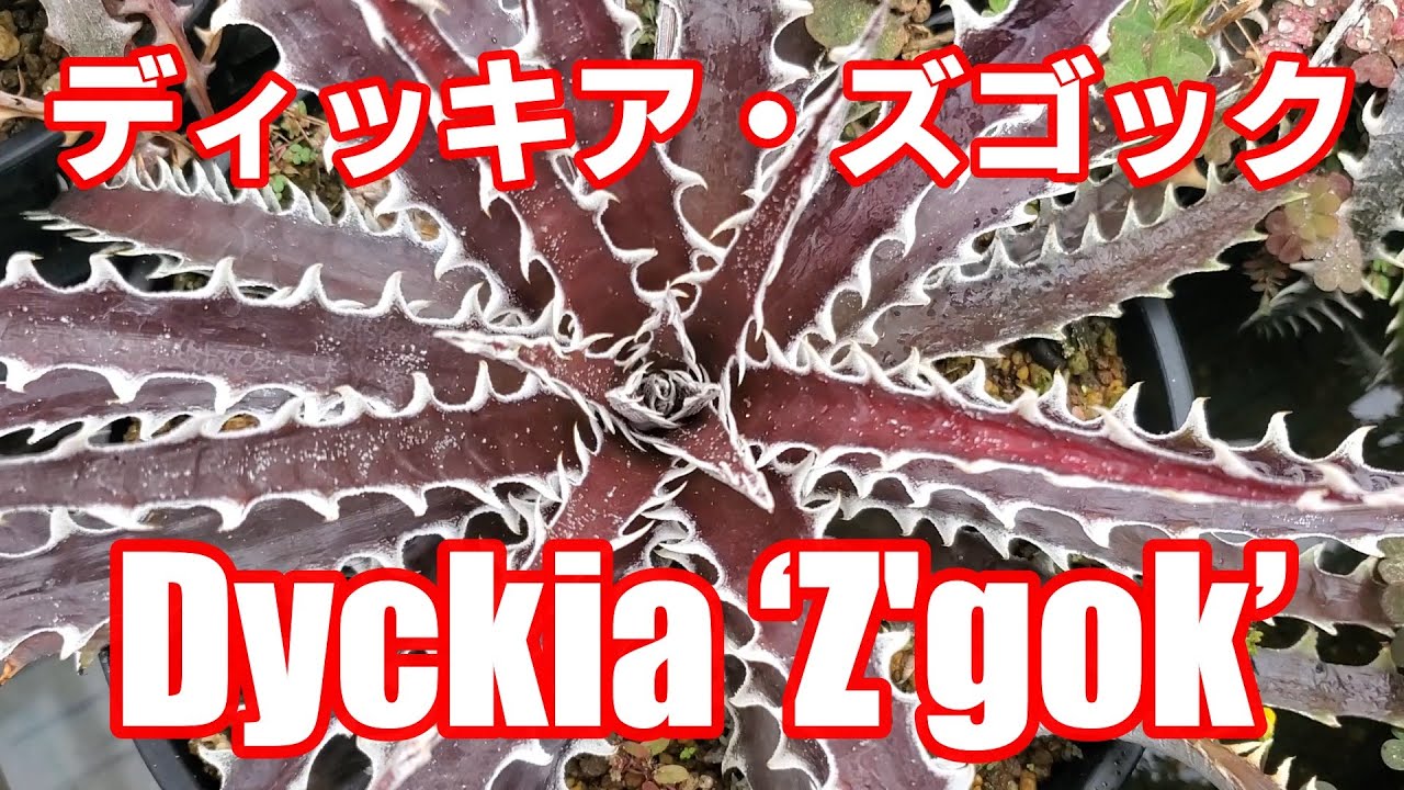 ディッキア・ズゴック：Dyckia ‘Z'gok’ 品種紹介【Dyckia Maniax（ディッキア・マニアックス ）】by Nin-Nin（にんにん）