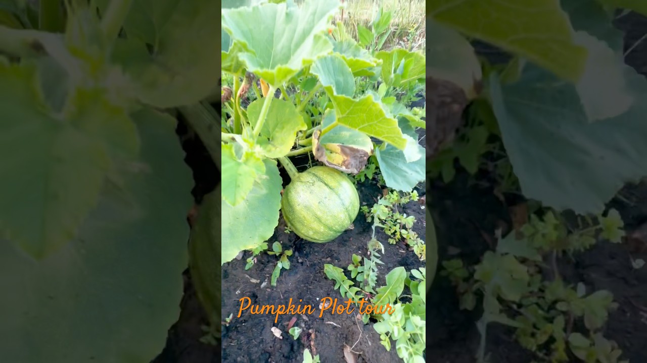 🌼Pumpkin plot tour 🌼