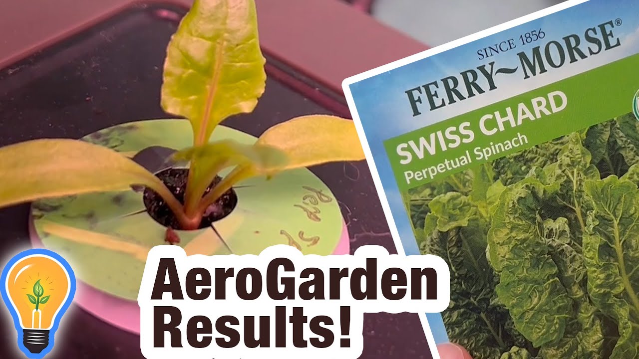 Swiss Chard Perpetual Spinach in AeroGarden - Impressive Results!