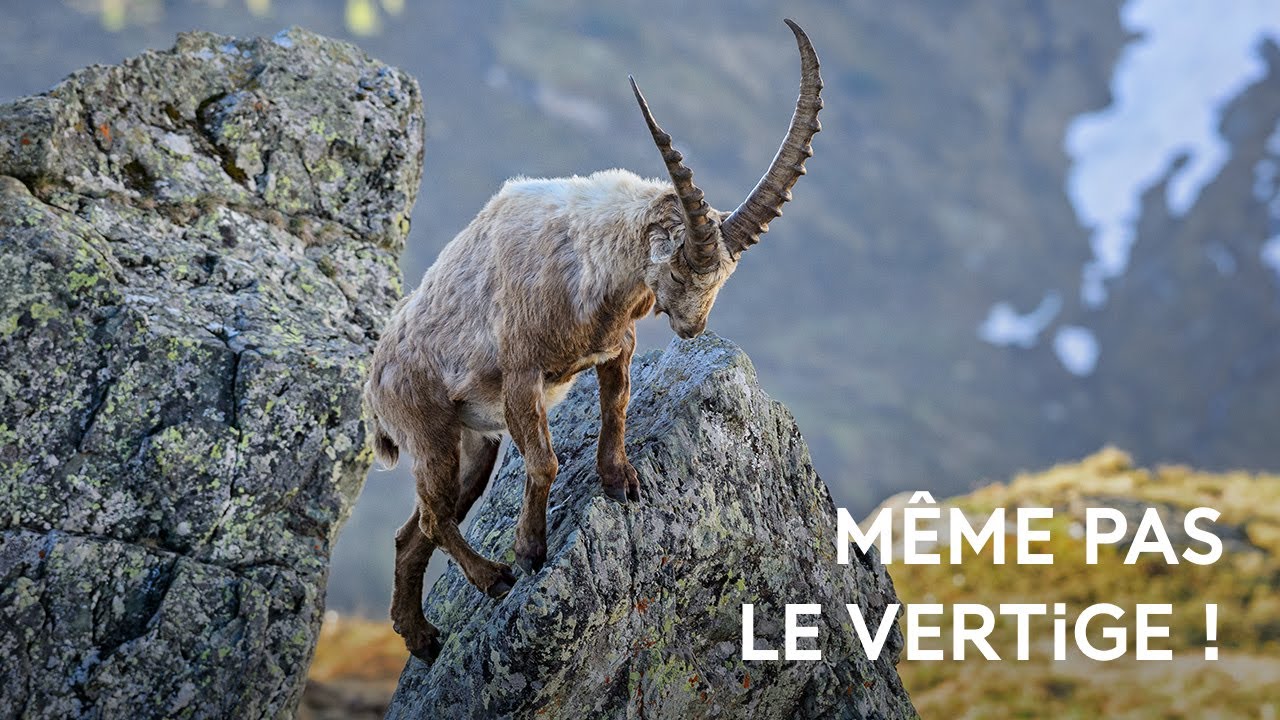 Le bouquetin, champion de la haute montagne