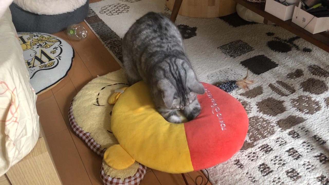 穴の中の獲物は渡さないにゃ、な猫