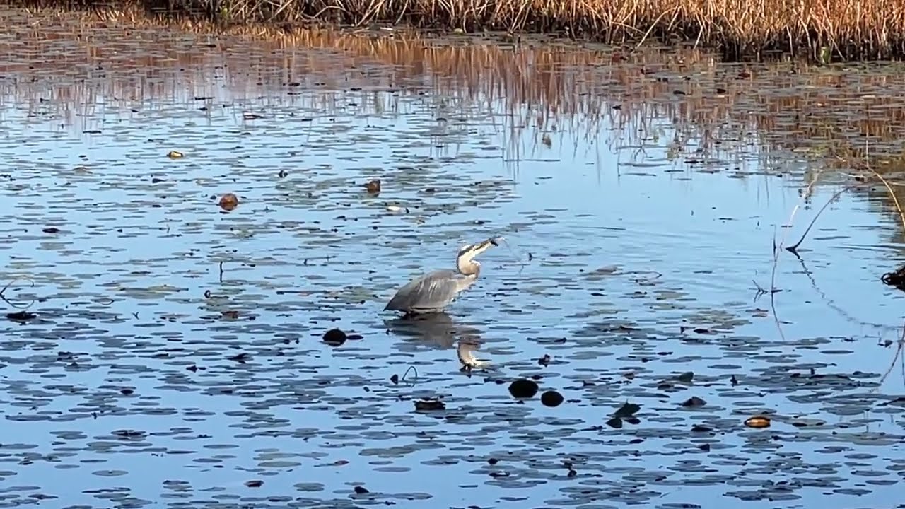 Большая голубая цапля, осень — Great blue heron (Mill Pond Park, Sudbury River in Ashland, MA) 5-Oct