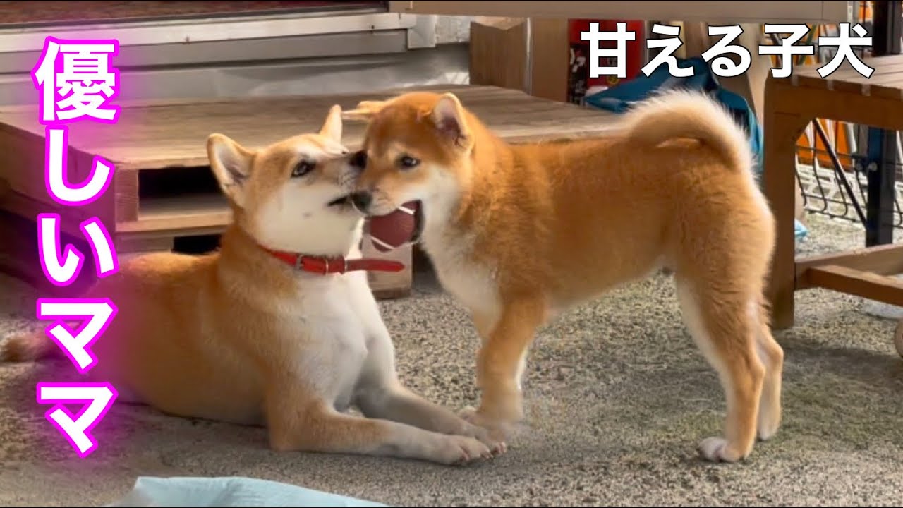 遊んでいる途中で母柴犬に甘えに行く子犬と母犬の優しい顔に癒されます！