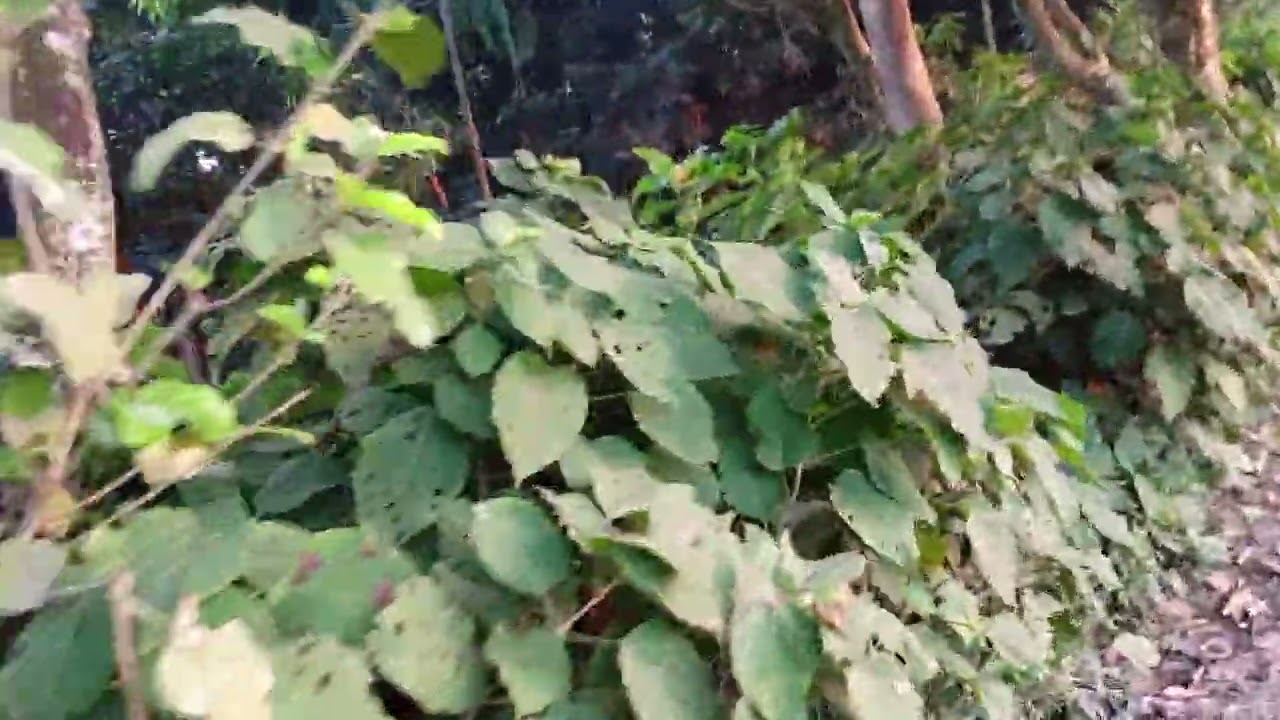 ৭৫ হাজার টাকা শতাংশে কেয়রজানি এলাকায় রাস্তার সাথে উচূ ৩০০ শতাংশ জমি বিক্রয় মানিকগঞ্জ ফোনঃ০১৩২৮৩৬৬৭১৬
