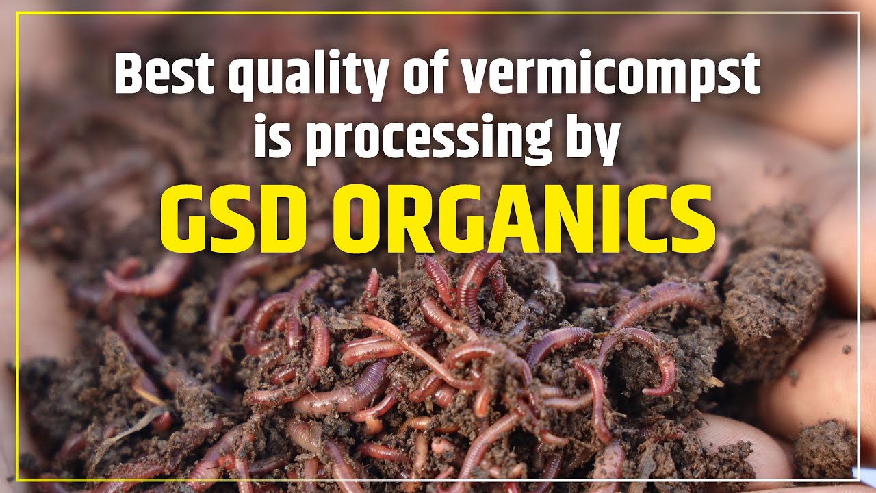 Best quality of vermicompst is processing by GSD Organics in Hodal,Palwal ,Haryana 9034344100,4200