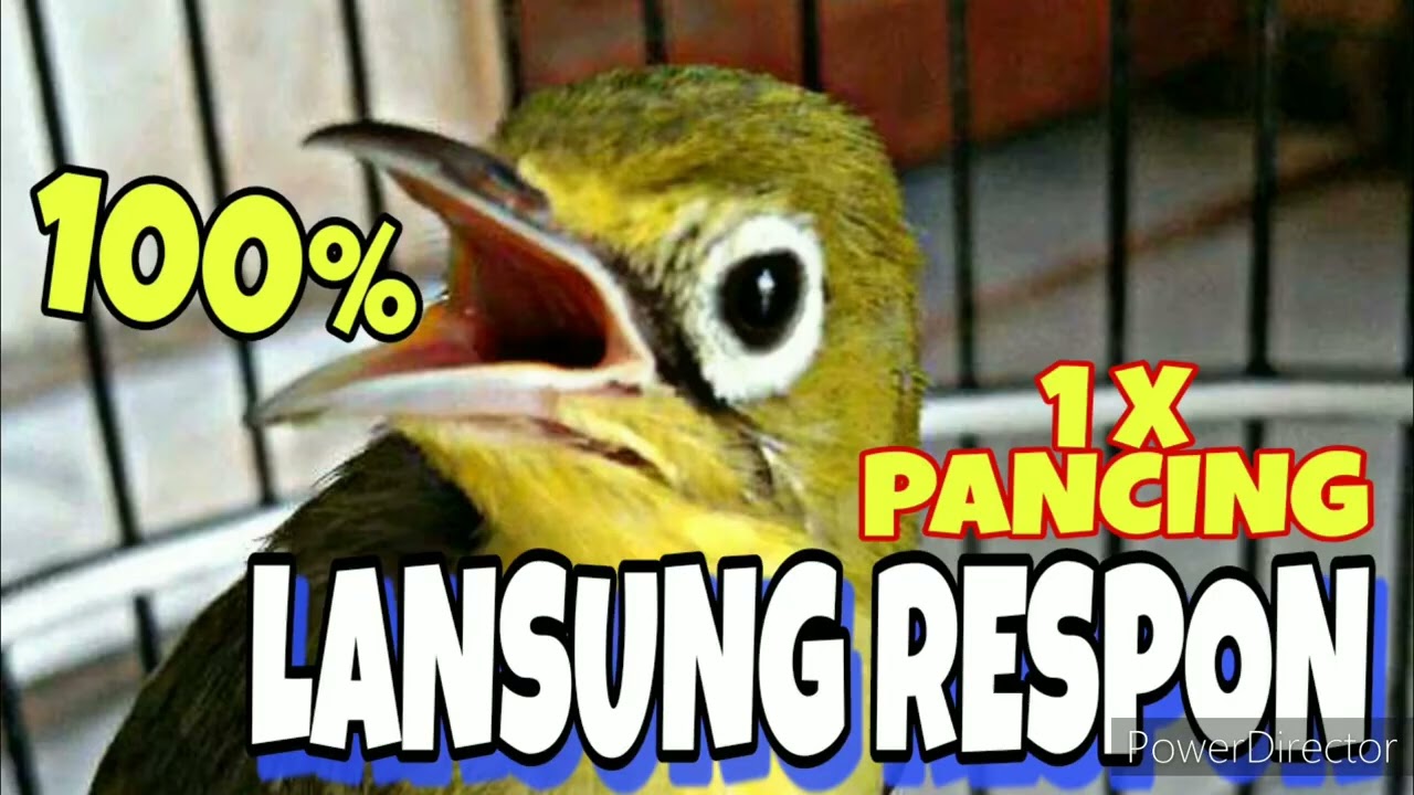 100% MP3 Ampuh || bikin kecial cepat respon gila-gilaan auto gacor..!!!