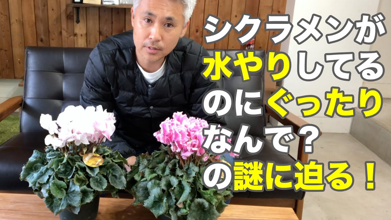 シクラメンの育て方 水やりしているのに、ぐったりしちゃうのはなんで？の謎に迫る！