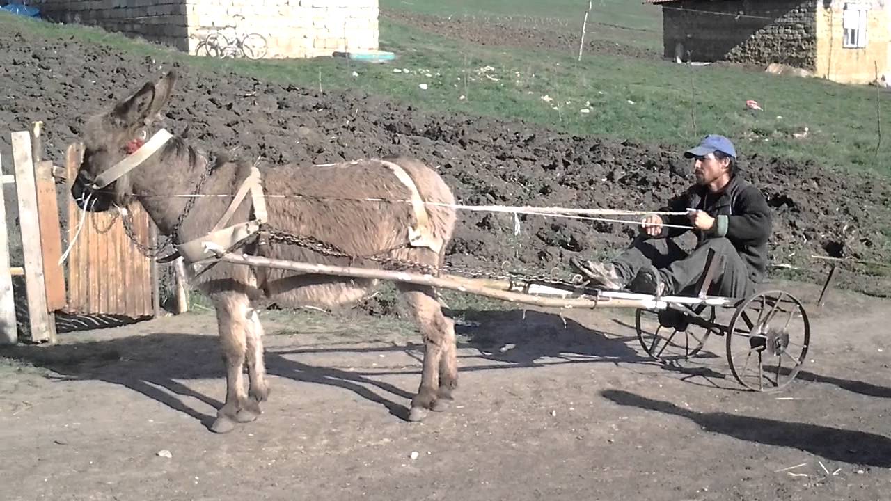 Grebenisu de campie - Bulibasa telepului