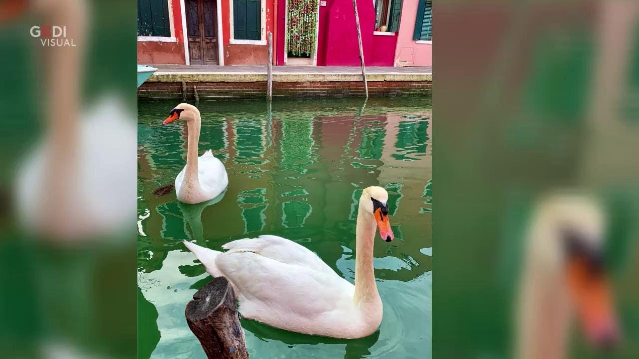 Coronavirus, città italiane deserte: tornano a farsi vedere gli animali selvatici