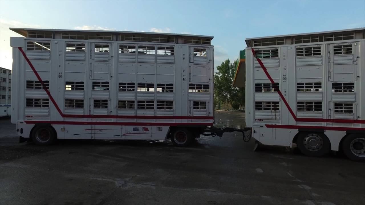 Vroege Vogels - Beelden van veetransport