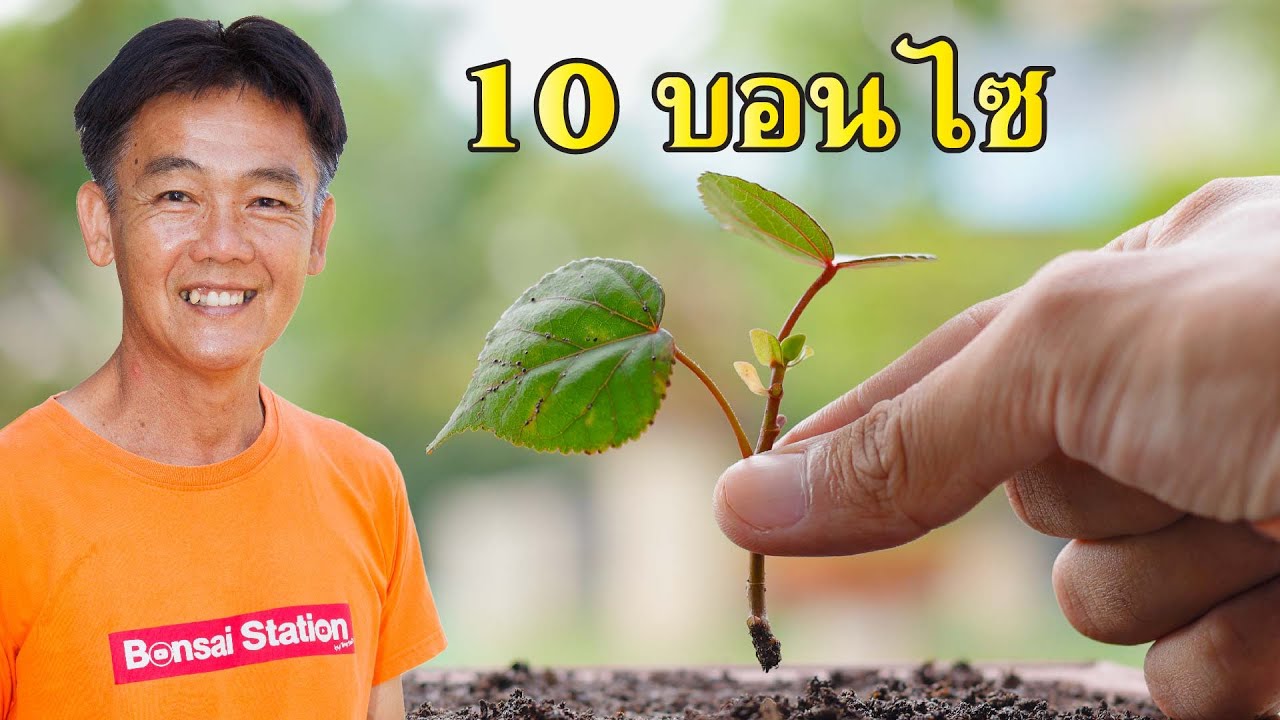 10 อันดับ บอนไซน่าปักชำ ในประเทศไทย