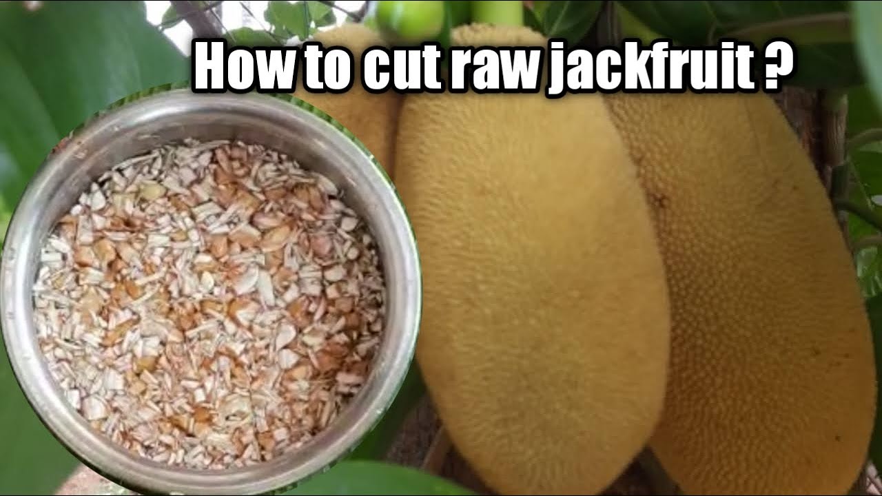 How to cut raw jackfruit | cutting of jackfruit step by step | Jackfruit cutting | Kathal cutting
